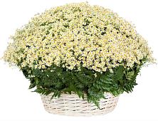 Цветочная композиция из Ромашки в корзине #REPLACE_PRED# Певеке